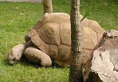 tortoise3.jpg