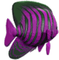 angelfish_4w.gif