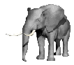 elephf.gif
