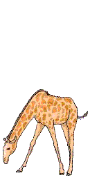 giraffe16.gif