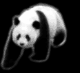 panda1.gif