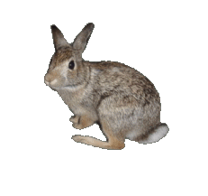 rabbit15.gif