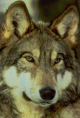 wolf-winkin00.gif