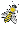 yellowjacket1.gif